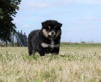 de la vallée de la Veude - Chien finnois de Laponie - Portée née le 10/05/2018