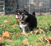 de la vallée de la Veude - Chien finnois de Laponie - Portée née le 19/10/2019