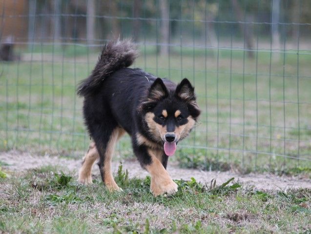 de la vallée de la Veude - Chien finnois de Laponie - Portée née le 10/05/2018