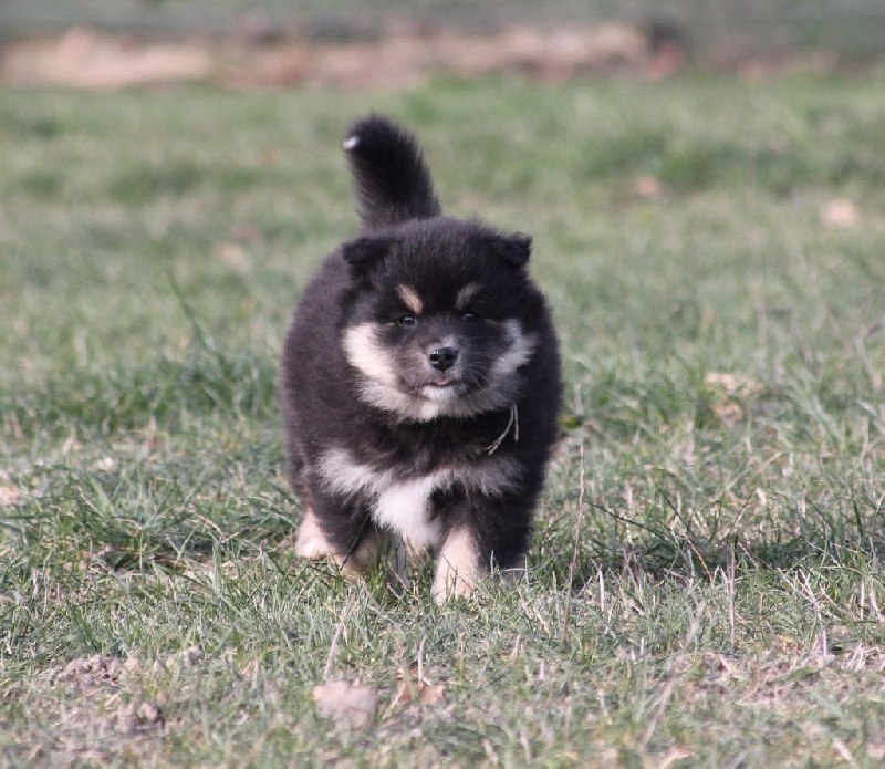 de la vallée de la Veude - Chien finnois de Laponie - Portée née le 05/12/2016