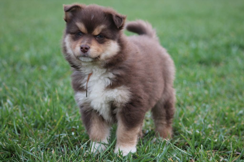 de la vallée de la Veude - Chien finnois de Laponie - Portée née le 18/11/2017