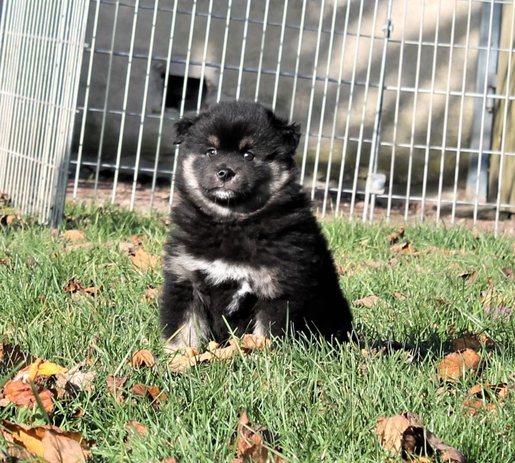 de la vallée de la Veude - Chien finnois de Laponie - Portée née le 19/10/2019