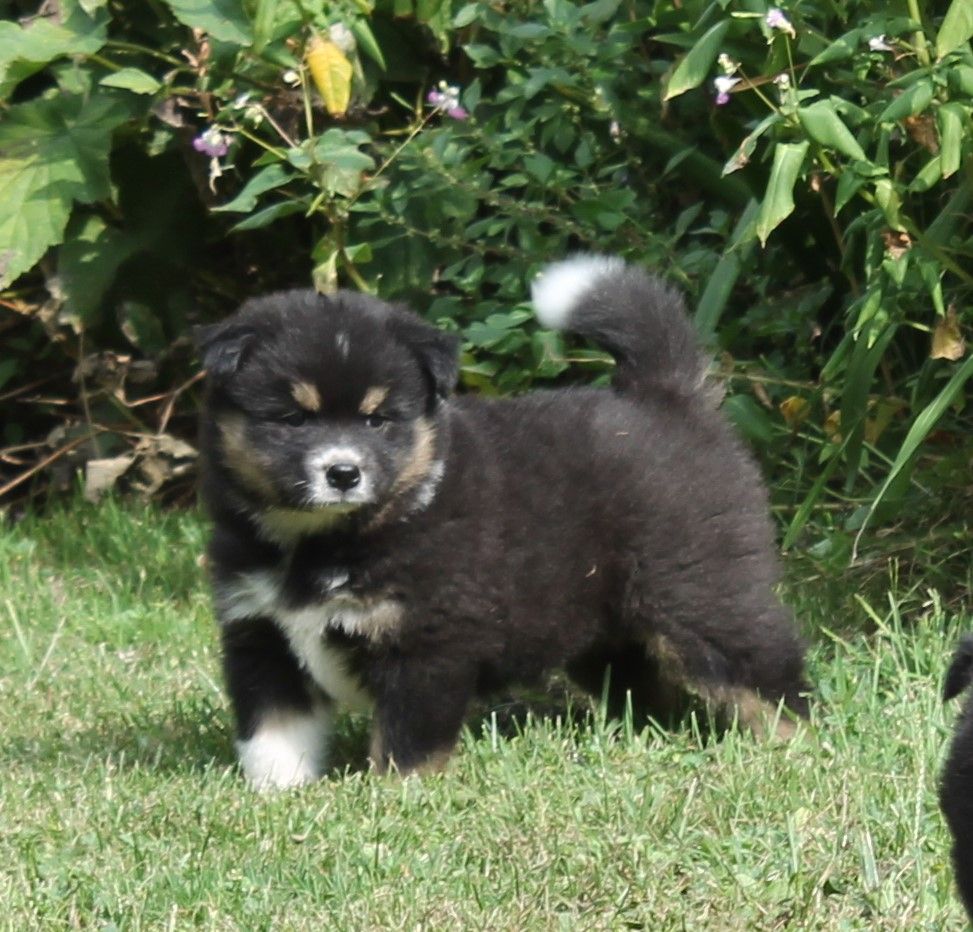 de la vallée de la Veude - Chien finnois de Laponie - Portée née le 21/07/2019