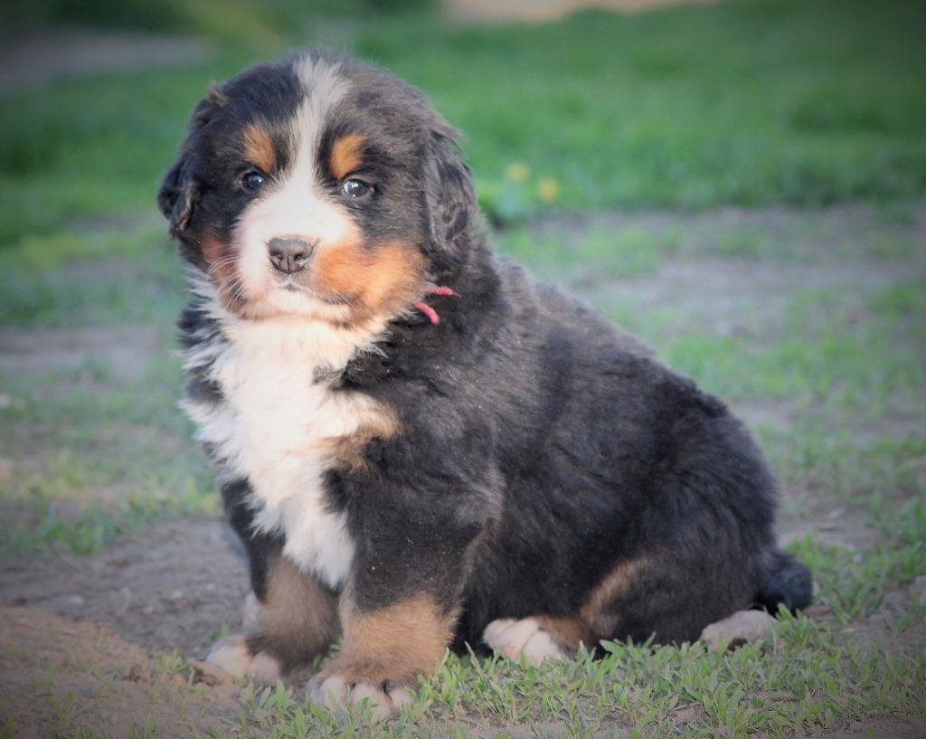 de la vallée de la Veude - Bouvier Bernois - Portée née le 27/02/2017