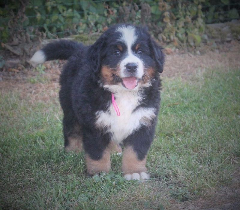 de la vallée de la Veude - Bouvier Bernois - Portée née le 25/05/2016