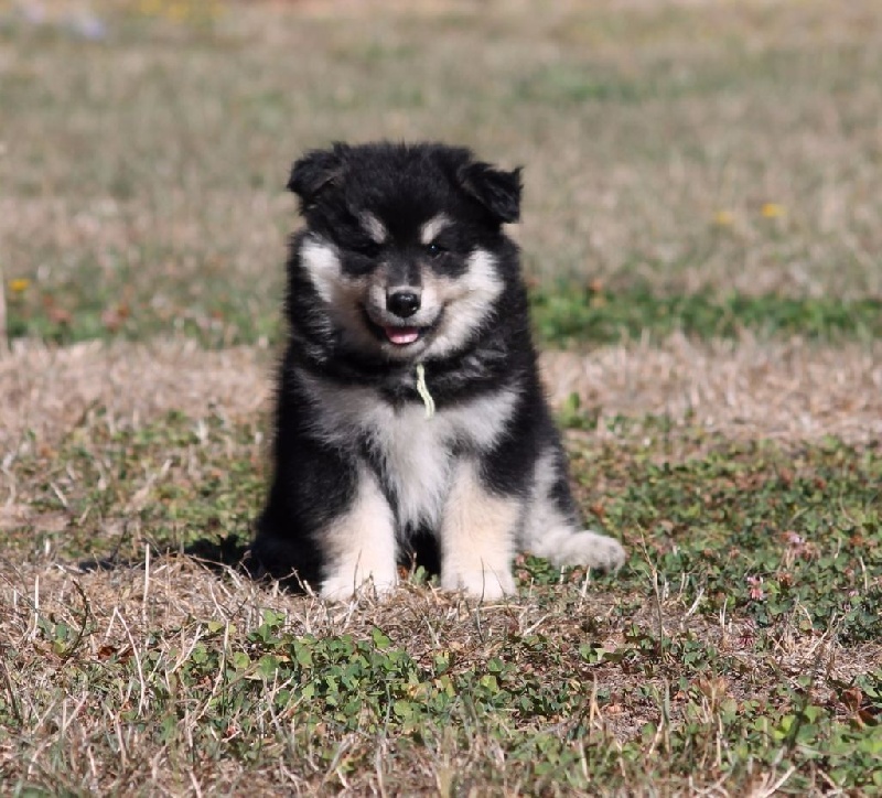 de la vallée de la Veude - Chien finnois de Laponie - Portée née le 12/07/2016