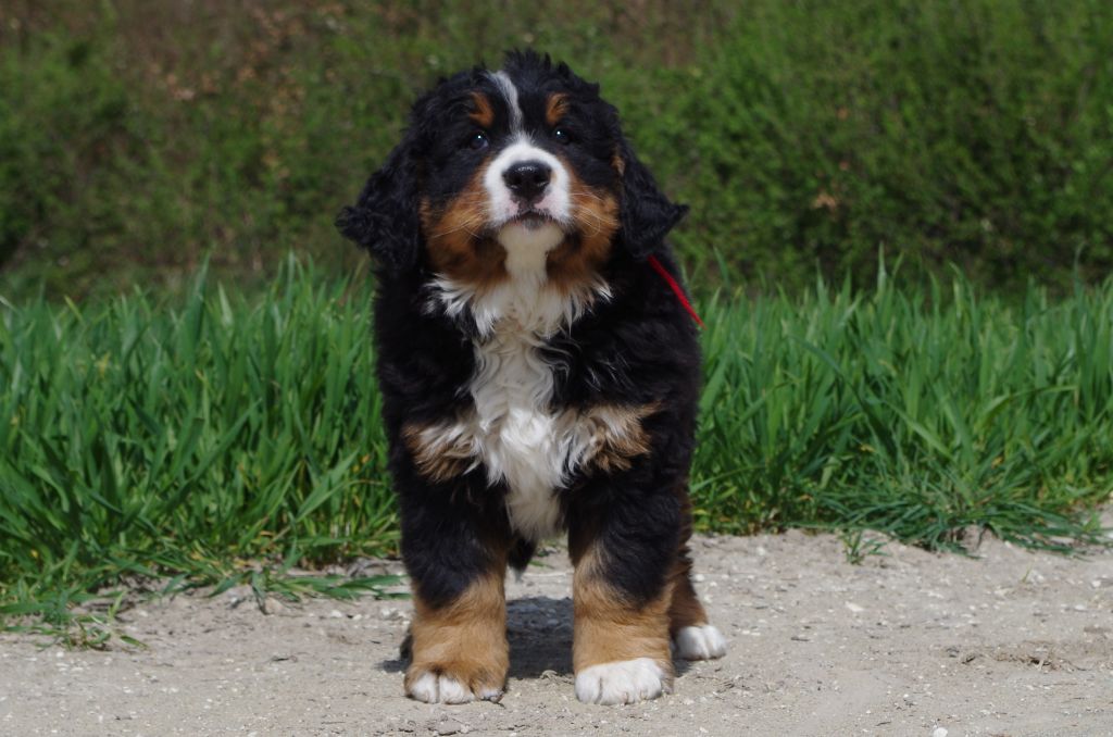 de la vallée de la Veude - Bouvier Bernois - Portée née le 07/02/2019