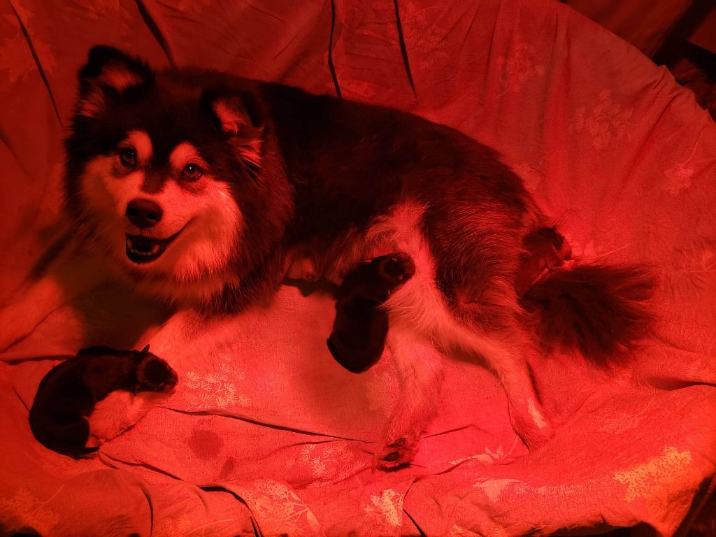 de la vallée de la Veude - Chien finnois de Laponie - Portée née le 27/11/2022