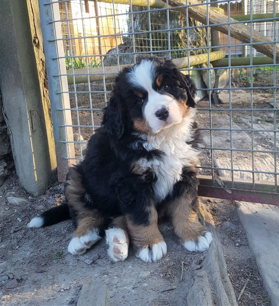 de la vallée de la Veude - Bouvier Bernois - Portée née le 29/01/2021