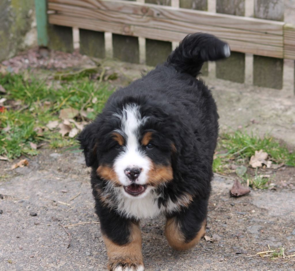 de la vallée de la Veude - Bouvier Bernois - Portée née le 18/01/2018
