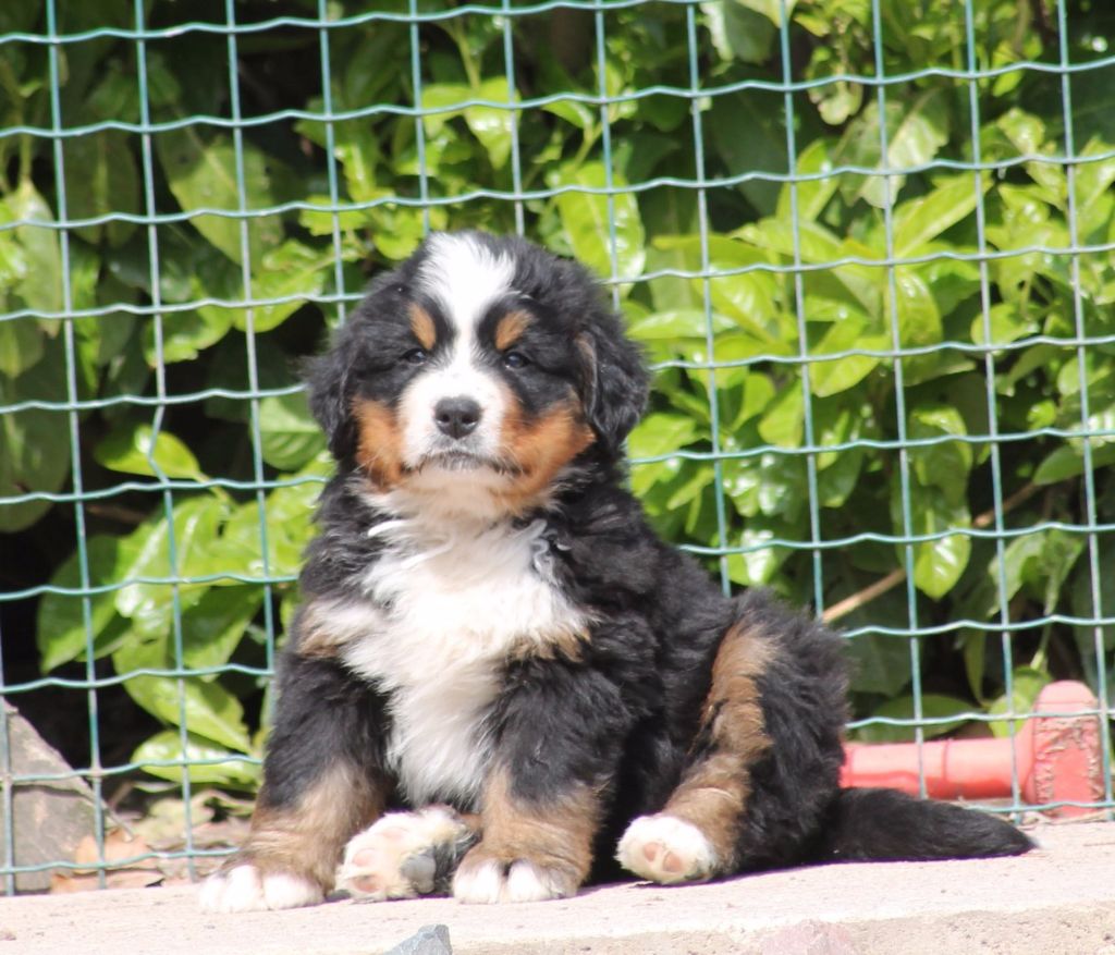 de la vallée de la Veude - Bouvier Bernois - Portée née le 20/03/2017