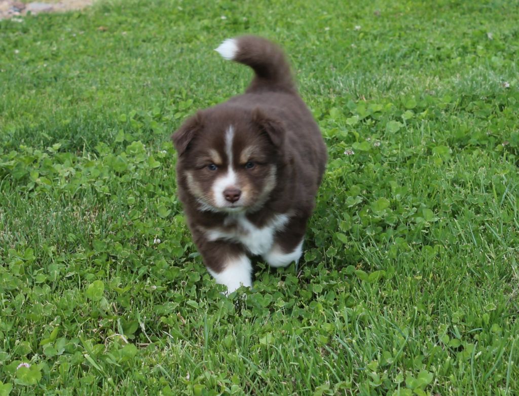 de la vallée de la Veude - Chien finnois de Laponie - Portée née le 06/05/2019